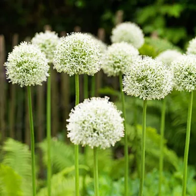 Алліум Hirtifolium Var. Album фото