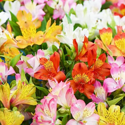 Альстромерія Ligtu-hybrids фото