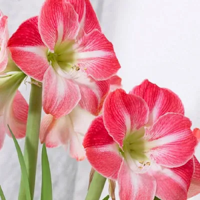 Амариліc Cherry Blossom фото