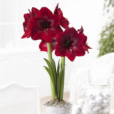 Амариліc Red Pearl фото