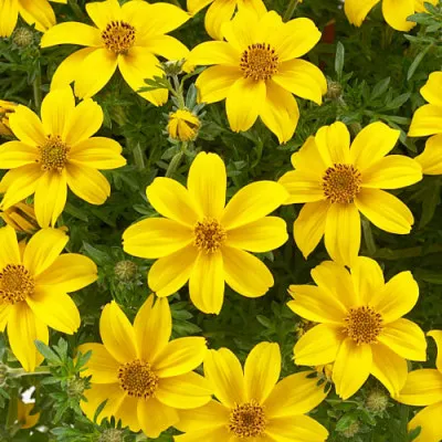 Біденс Yellow Charm фото
