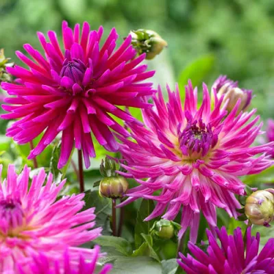 Жоржина Purple Gem фото