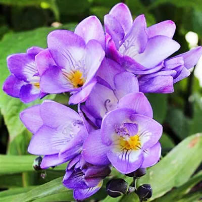 Фрезія Single Blue фото