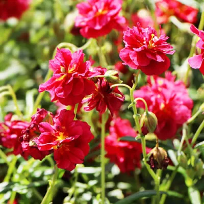 Геліантемум Cerise Queen фото