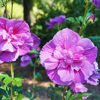 Гібіскус сирійський Lavender Chiffon фото