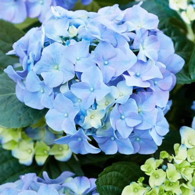 Гортензія Early Blue фото