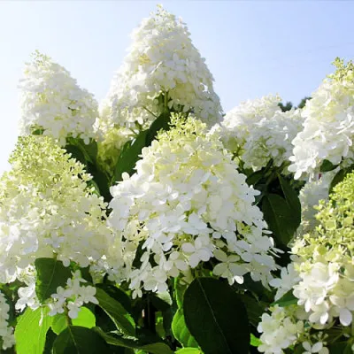 Гортензія Grandiflora фото
