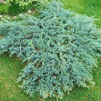 Ялівець Blue Carpet фото