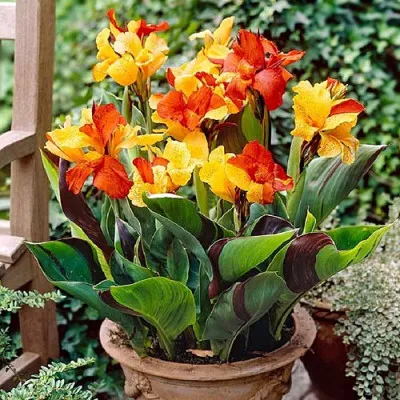 Канна Cleopatra фото