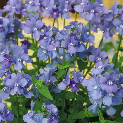Немезія зубовидна Блакитний скарб фото