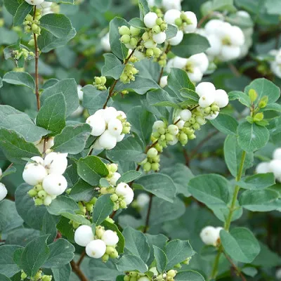 Сніжноягідник White Hedge фото