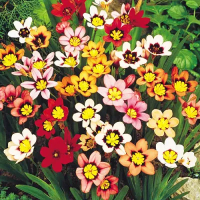 Набір спараксісів Tricolor Mix фото