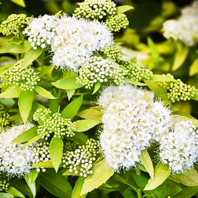 Спірея White Gold фото