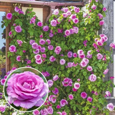 Троянда плетиста Violette Parfume фото