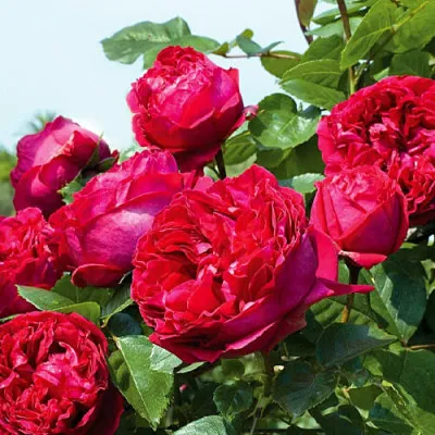 Троянда Red Eden Rose фото