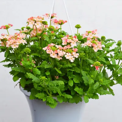 Вербена гібридна Лососева фото
