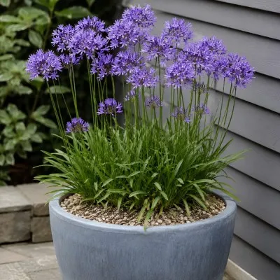 Трітелея Aquarius фото