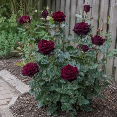 Троянда Black Baccara фото