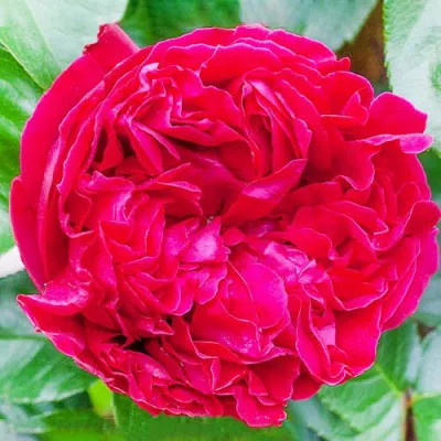 Троянда Red Eden Rose фото