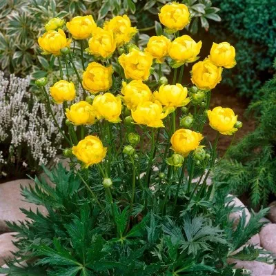 Купальниця Lemon Queen фото