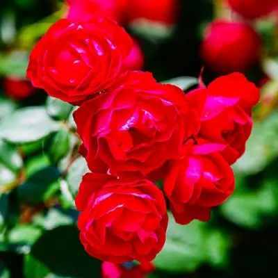 Троянда Cherry Bonica фото