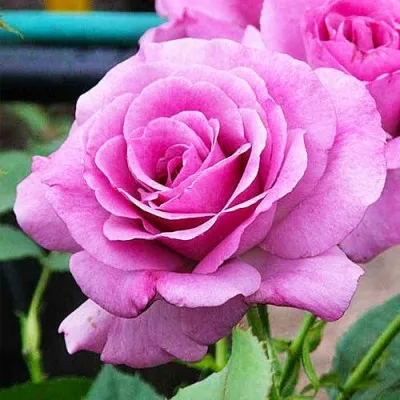 Троянда Violette Parfume фото