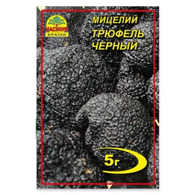 Трюфель чорний фото