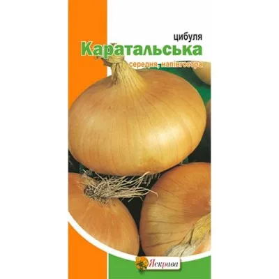 Цибуля Каратальська фото