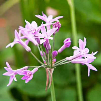 Тюльбагія Violacea фото