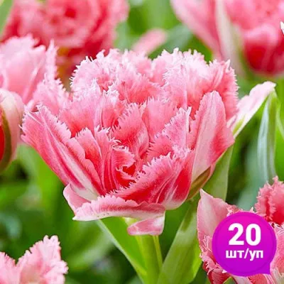 Тюльпан Crispion Sweet (Кріспіон Світ) 20 шт/уп фото