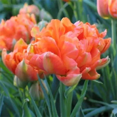 Тюльпан Monte Orange фото