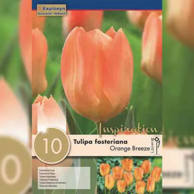 Тюльпан Orange Breeze (Брендові цибулини KAPITEYN®) фото