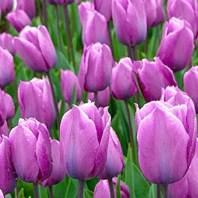 Тюльпан Violet Beauty фото
