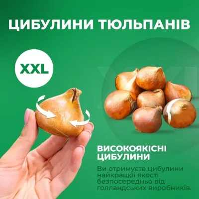 Тюльпан Sogetsu фото