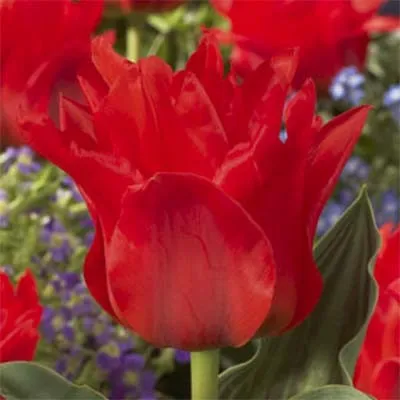 Тюльпан Double Red Riding Hood 50 фото