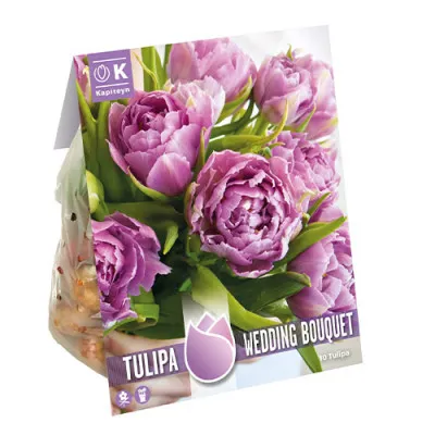 Тюльпан Wedding Bouqet (Брендові цибулини KAPITEYN®) фото