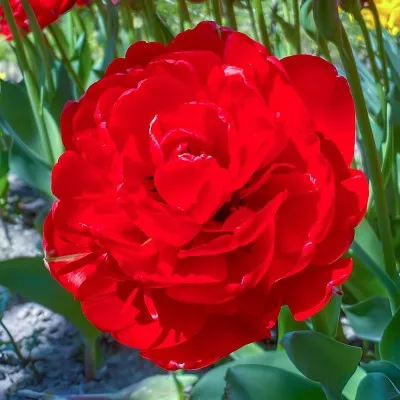 Набір тюльпанів Bombastic Red фото