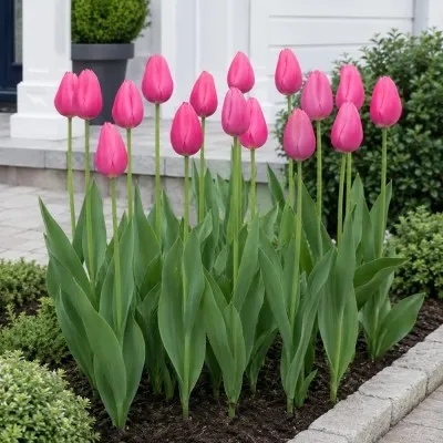 Тюльпан Jumbo Pink фото