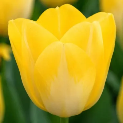 Тюльпан Yellow Purissima (Єлоу Пуріссіма) фото