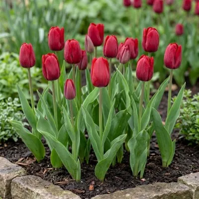 Тюльпан Invader (Інвейдер) фото
