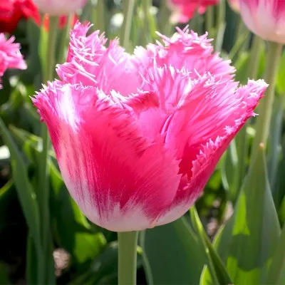 Тюльпан Joy of Spring фото