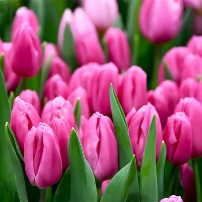 Набір тюльпанів Pink Flag фото