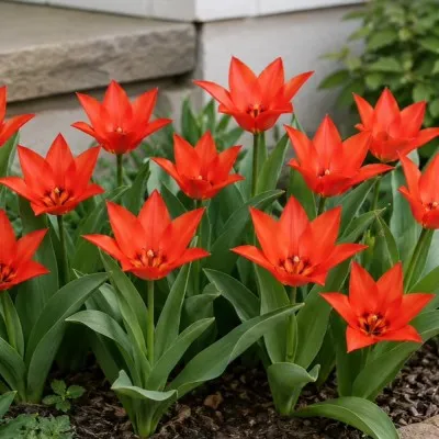 Тюльпан Praestans Zwanenburg Variety фото