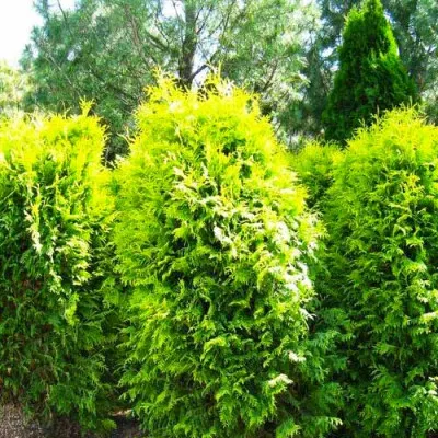 Туя західна Wareana Lutescens фото