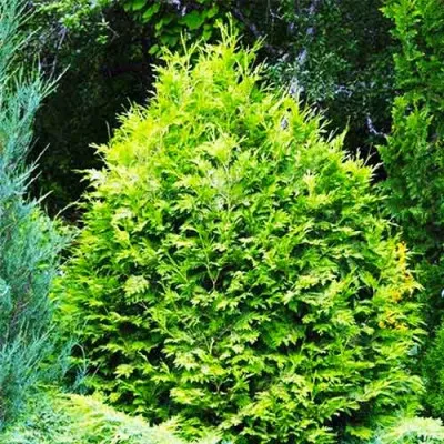 Туя західна Wareana Lutescens фото