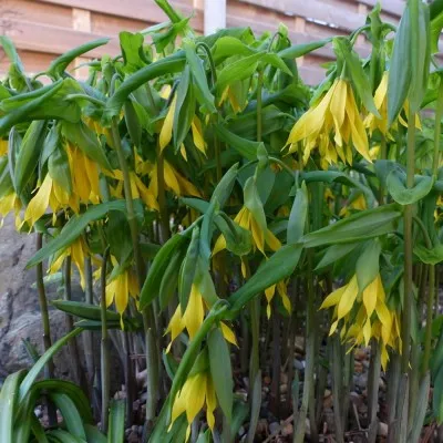 Увулярія Grandiflora фото