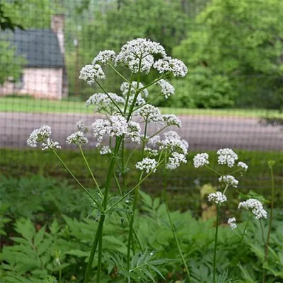 Валеріана Officinalis фото