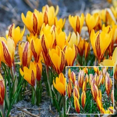 Крокус Early Gold фото