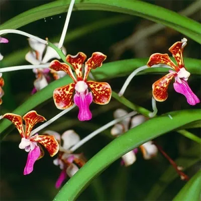 Ванда трьохколірна (Vanda tricolor) фото