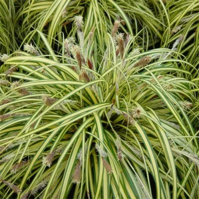 Осока Variegata фото